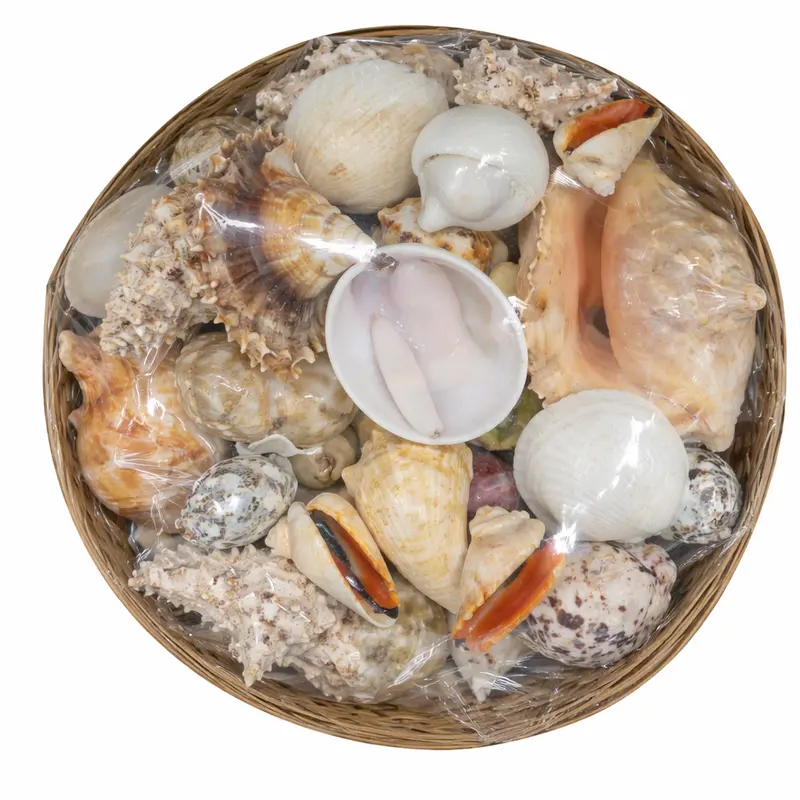 8-Inch Woven Seashell Basket For Play Or Display 1