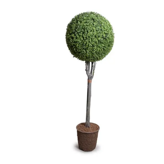 Boxwood Topiary Ball – Single Sphere Form 1