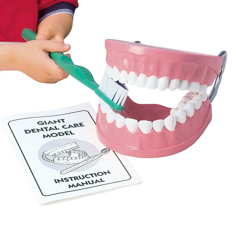 Giant Dental Hygiene Model With Realistic Toothbrush For Oral Health Lessons 1