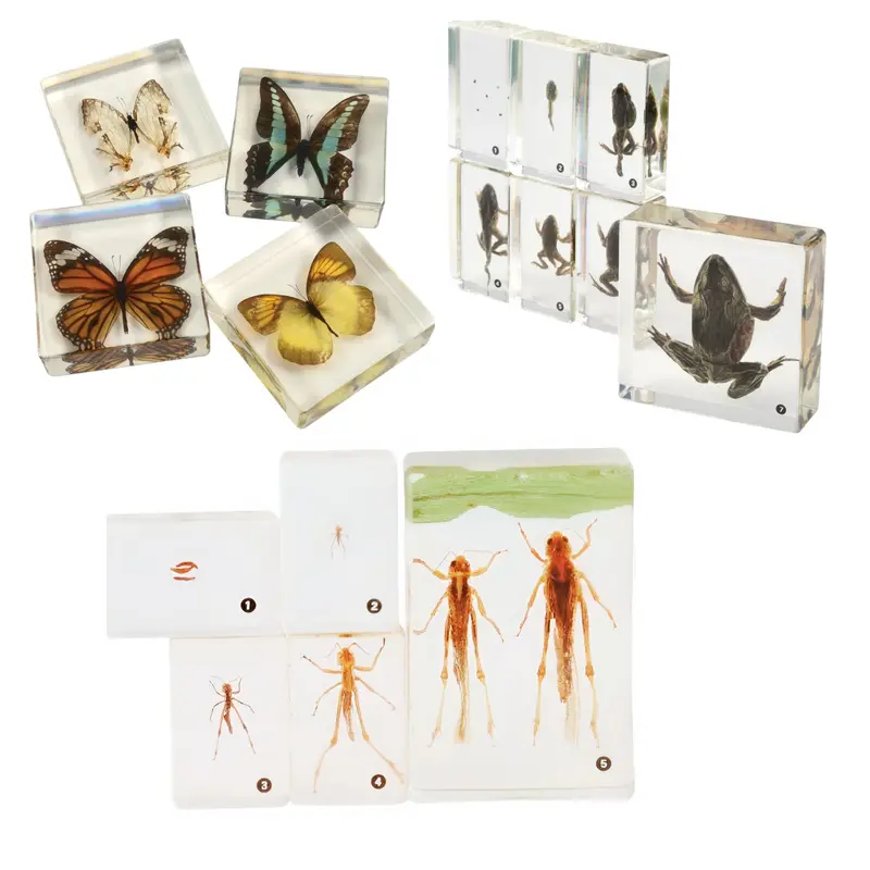Life Cycle Specimen Exploration Kit | Acrylic Frog, Butterfly & Grasshopper Models For Science Learning 1