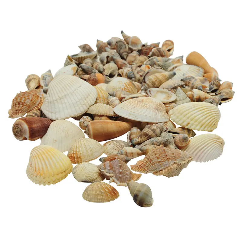 Real Seashell Discovery Kit – 30-Piece Natural Shell Collection For Hands-On Learning 1