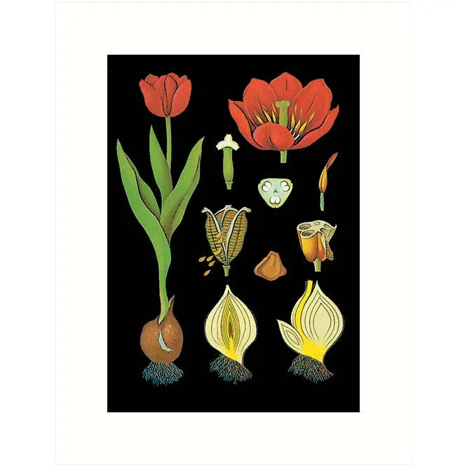 Vintage Botanical Greeting Card Set – Illustrated Plant Motifs 7