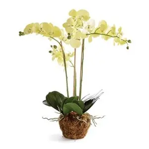 Yellow Phalaenopsis Orchid Live Drop-In 1